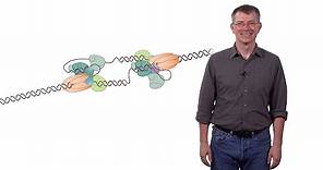 Stephen P. Bell (MIT / HHMI) 1a: Chromosomal DNA Replication: The DNA Replication Fork