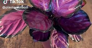 The Calathea Purple Rose is now available at the Planters Bloom shop in a 4 inch pot. #calatheapurplerose #calathea #planters #plantersbloom #tiktokmademebuyit #viral #viralvideo