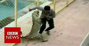 Leopard on the loose injures six while prowling around school in India - BBC News