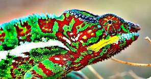 How Do Chameleons Change Color?