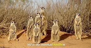 Meet The Meerkats | discovery Originals