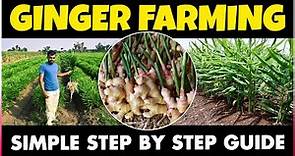 Ginger Cultivation | How to grow Ginger at Home | Planting, Care, Harvesting | Ginger Farming