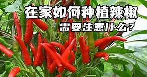 如何在家种植辣椒、种辣椒需要注意什么、辣椒种植详细教学超简单