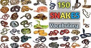 Snakes Vocabulary ll About 150 Snakes Name In English With Pictures ll Bisu's World