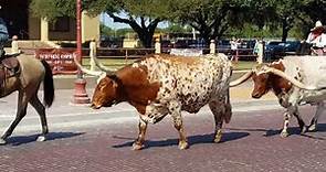 TEXAS LONGHORN CATTLE DRIVE at the Fort Worth Stockyards.