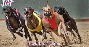 Greyhound Race 480m - Elite Dog Athletes! 🏆