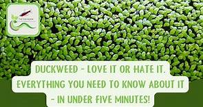 Duckweed, the good the bad and the ugly. Everything you need to know about it in under 5 minutes