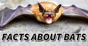 Bat Facts: the MAMMALS of the NIGHT 🦇 Animal Fact Files
