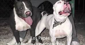 Cachorros American Bully-Pitbull Blue
