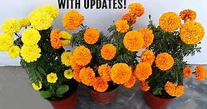 BEST Ways To Get MORE Flowers in Marigold Plant