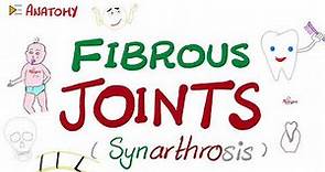 Fibrous Joints (Synarthrosis) - Anatomy Basics