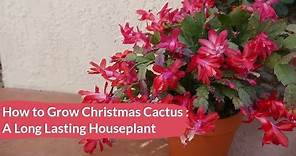 Christmas Cactus Care: How To Grow This Long Lived Flowering Succulent Houseplant / Joy Us Garden
