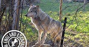 Wolf Hollow - A wolf sanctuary on the North Shore of Massachusetts!