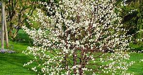 Romeo Dwarf Cherry Tree- Fruit Trees for Sale | Spring Hill