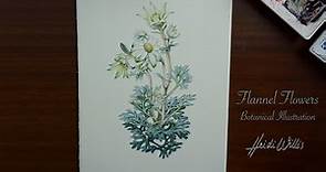 Flannel Flowers - Botanical Study in Watercolour