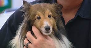 Shelties dumped at Warren County park ready for adoption