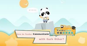 【Fun Panda Facts】How Do Pandas Communicate With Each Other? | iPanda