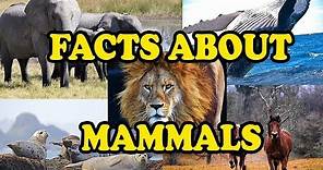 Amazing Facts about Mammals - Science With Kids