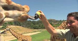 San Diego Zoo Kids - Giraffe