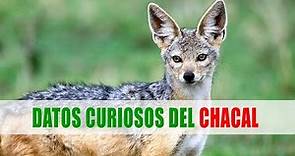 Chacal (Canis / Lupulella) | Datos curiosos de animales