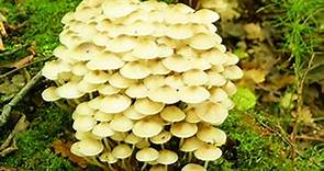 Reprodução assexuada nos fungos. Reprodução nos fungos - Brasil Escola