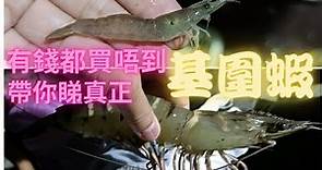 帶你睇真正基圍蝦,有錢都買唔到,完整基圍收蝦過程😍WWF~夜訪米埔 — 基圍濕地時光之旅~香港海鮮~社長去郊遊