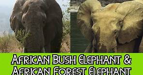 African Bush Elephant & African Forest Elephant - The Differences