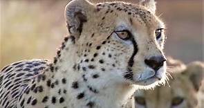Best Cheetah Moments | Top 5 | BBC Earth