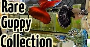 Rare Guppy Collection | FULL TOUR!!!