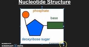 Nucleotide Structure
