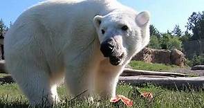 Polar Bear Nora Squishes And Eats Watermelon