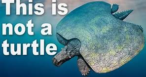 Every Time Things Have Evolved Into Turtles