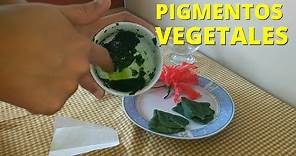 Experimento extracción de pigmentos vegetales y cromatografía👩‍🔬