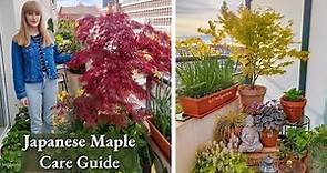 How To Grow Japanese Maples in Pots - Complete Care Guide