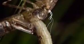 Metamorfosis de las libélulas
