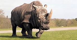 Rhinoceros: Facts, Species And Habitat Explored | Wild Animals Facts
