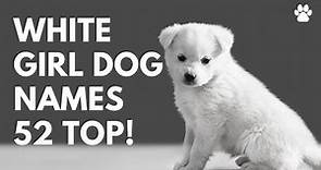 🐩 White Girl Dog Names 52 BEST 🐾 TOP 🐾 CUTE 🐾 Female Ideas | Names