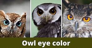 Owl eye color || Owl eyes colors || The Eye Colors of Owls