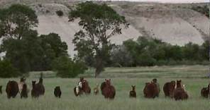 Horse Sense: A Short Documentary - Official Trailer