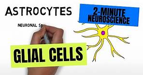 2-Minute Neuroscience: Glial Cells