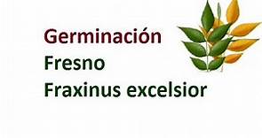 Germinación Fresno - Fraxinus excelsior - Anum
