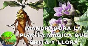 MANDRÁGORA LA PLANTA MÁGICA QUE GRITA Y LLORA