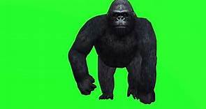 Multiple gorilla movements, HD green screen
