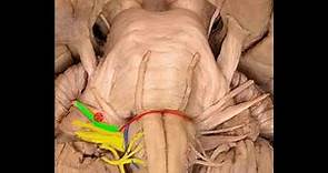 Sistema nervioso: Tronco del encéfalo 1