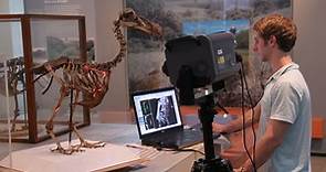 Dodo Bird Skeleton Reveals Long-Lost Secrets in 3D Scan