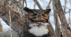 Hooting Great Horned Owl