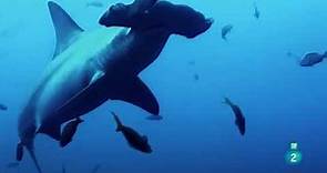 Documental tiburones