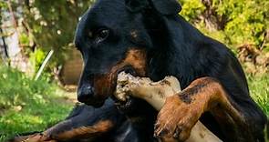 Raw Marrow Bones for Dogs: Risks, Benefits, Alternatives