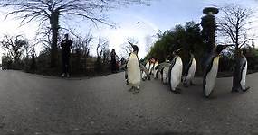 Penguin Parade at Zoo Zürich