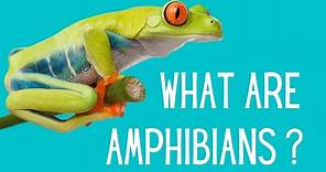 What are the characteristics of Amphibians?